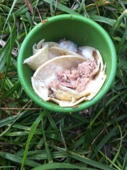 Silipint Half Pint -Deals Outdoor Camping IMG 2020 1